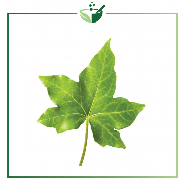 Ivy Extract-015